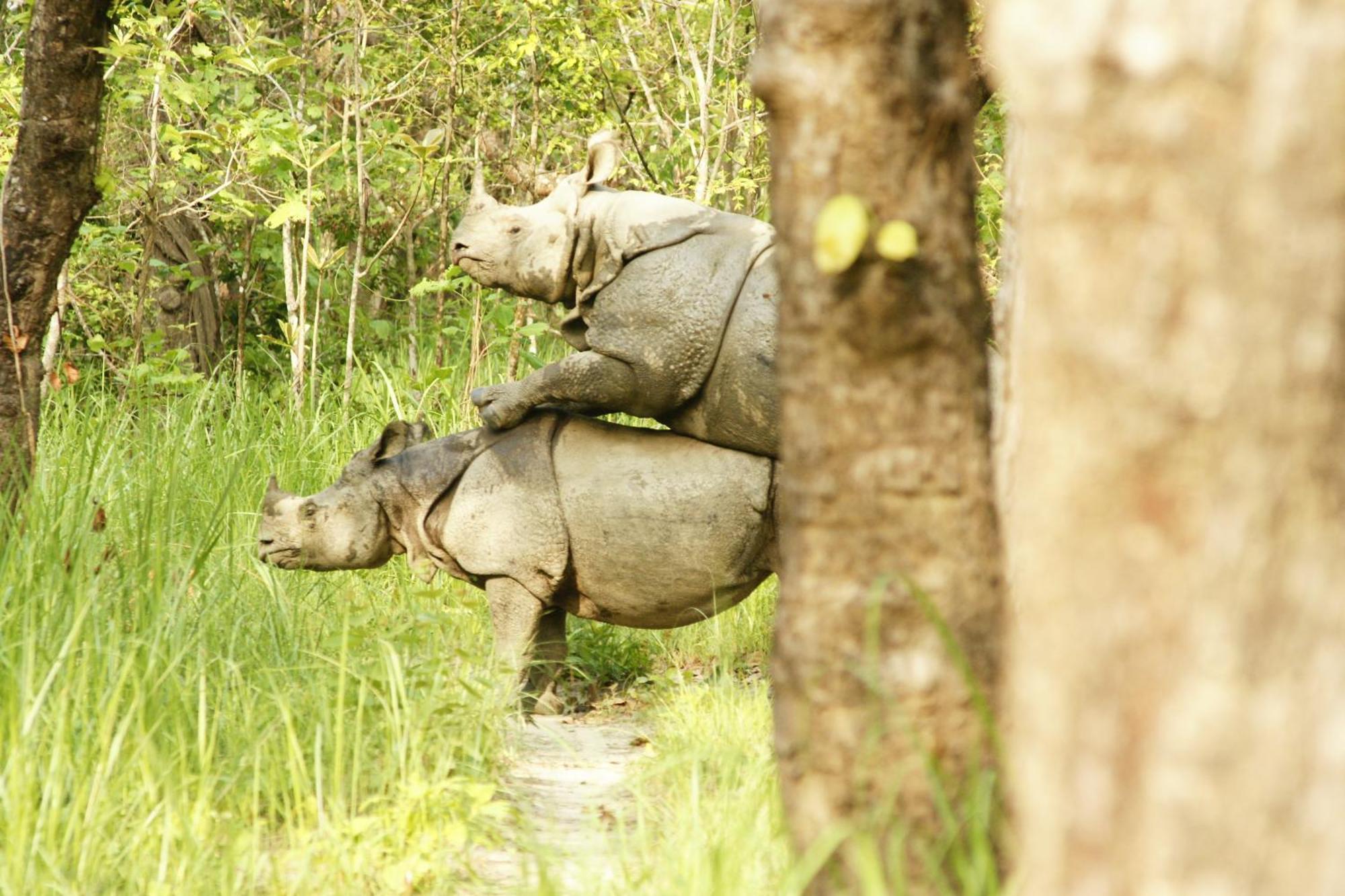 Отель Jungle Wildlife Camp Саураха Экстерьер фото