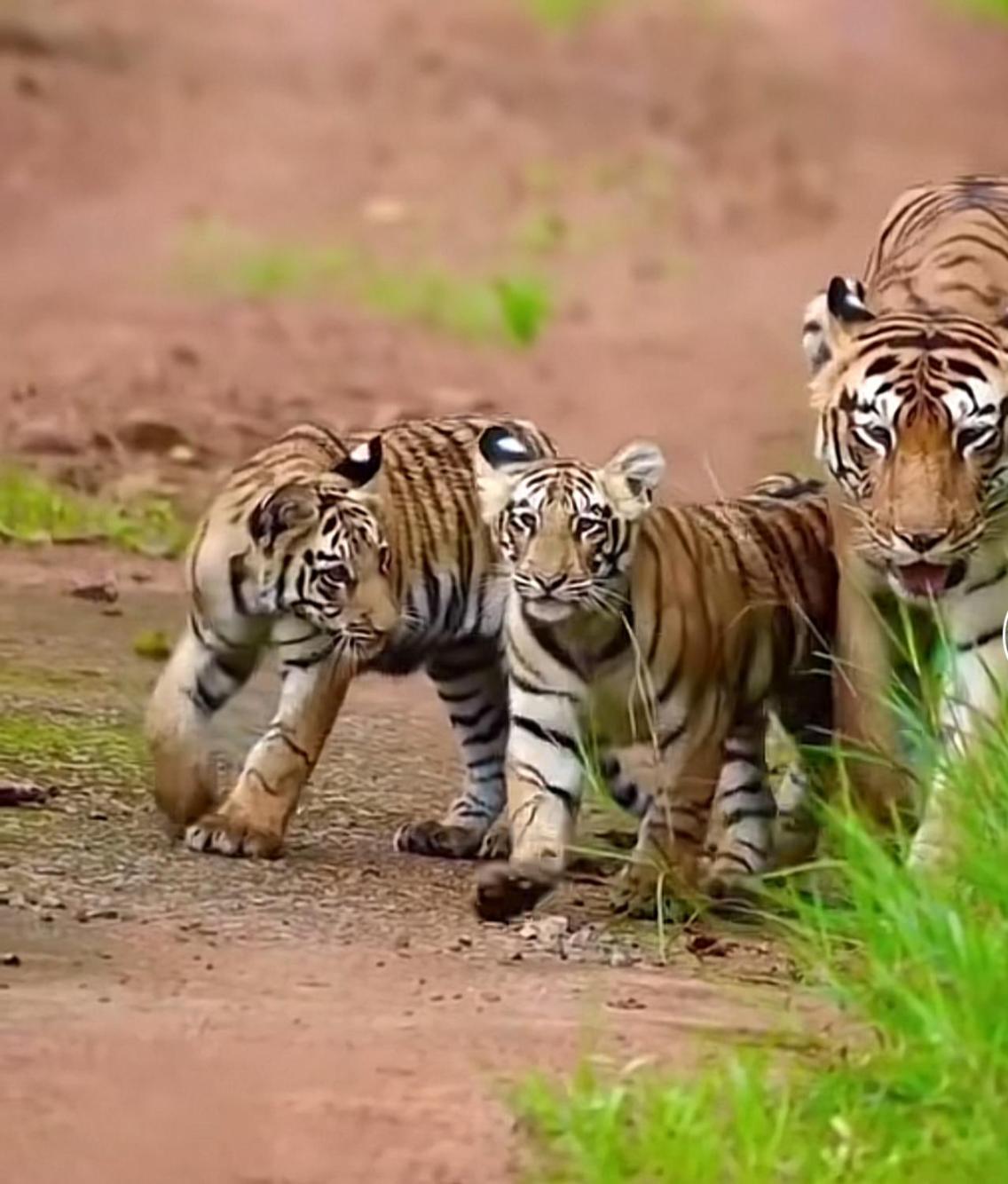 Отель Jungle Wildlife Camp Саураха Экстерьер фото